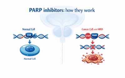 The Role of PARP Inhibitors in Prostate Cancer Management